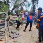 Korban meninggal Tertimpa Pohon di Pemalang Bertambah Jadi Tiga Orang