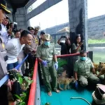 Tiga Bayi Harimau Benggala Lahir di Solo Safari, Walikota Datang Beri Nama