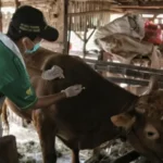 Kementan dan Dinas Atasi Antraks di Gunung Kidul Jelang Idul Adha