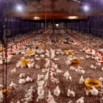 Lindungi Peternak, Kementan Stabilkan Produksi dan Harga Ayam Broiler