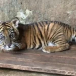 TMSBK Sambut Kelahiran Harimau Sumatra Betina, Banun Kinantan