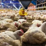 Kementan dan KPUN Sinergi Jaga Stabilitas Harga Ayam Hidup, Lindungi Peternak Mandiri