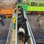 Balai Karantina Jateng Periksa 1.138 Sapi Impor dari Australia di Cilacap