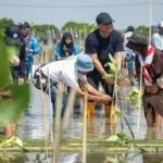 Ahmad Luthfi Tanam 1,5 Juta Mangrove di Pesisir Jateng Galakkan “Mageri Segara”
