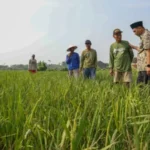 Pemulihan Pascabencana Banjir Grobogan, Pemprov Jateng Salurkan 13.625 Kg Benih Padi