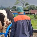 Wamentan Dorong Pembibitan Ternak dan Produksi Susu Nasional untuk Dukung Program MBG