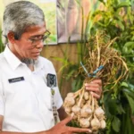 Jateng Perkuat Regenerasi Petani dan Inovasi Demi Jaga Ketahanan Pangan