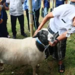 Upaya Pemprov Jateng Pastikan Kesehatan Hewan Kurban Iduladha 2026