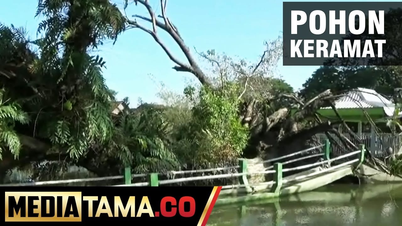 VIDEO: Pohon Keramat Berusia Ratusan Tahun di Makam Telaga Demak Tumbang