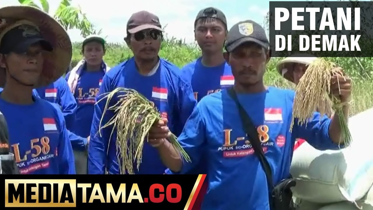 VIDEO: Ratusan Petani Demak Mulai Tinggalkan Pupuk Kimia