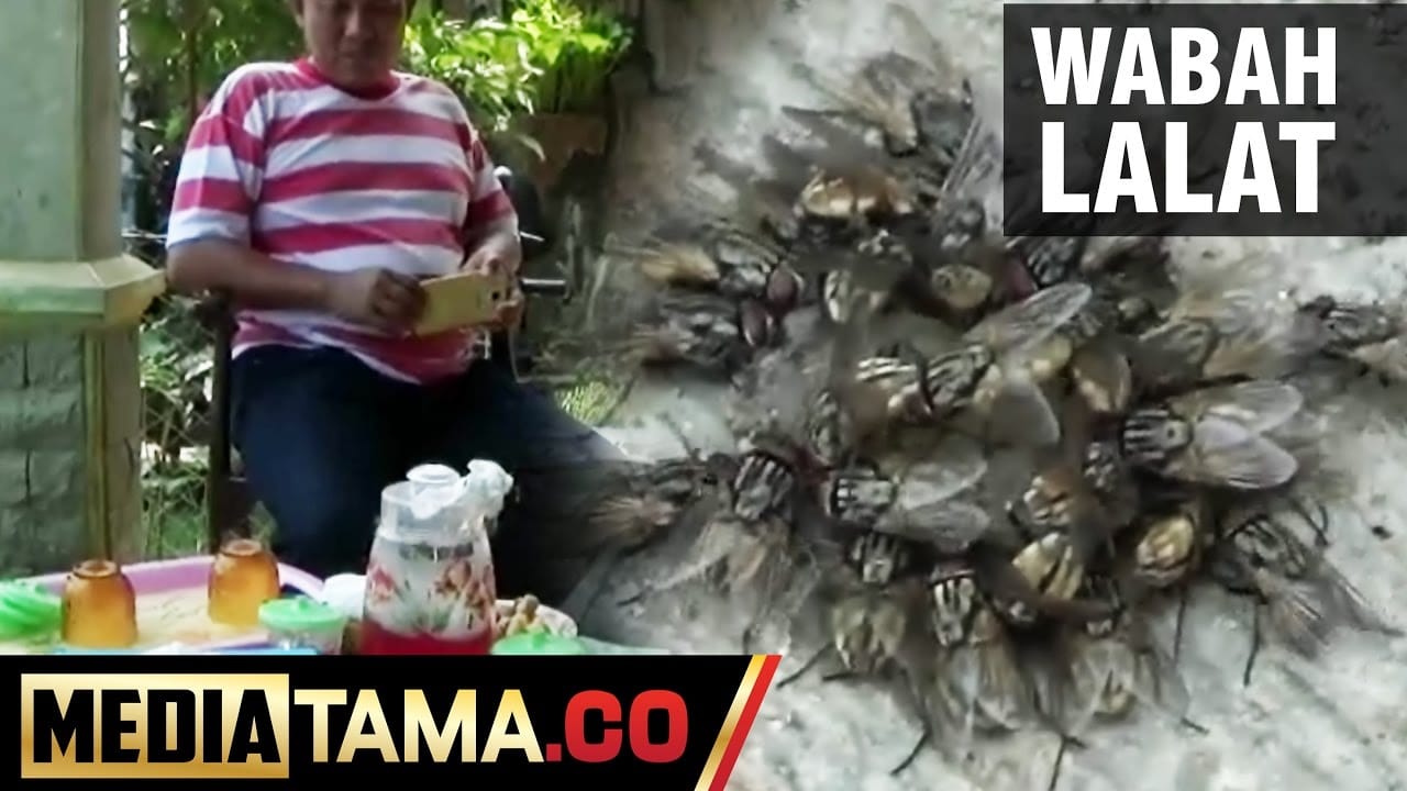 VIDEO: Ribuan Lalat Serang Pemukiman Warga di Demak