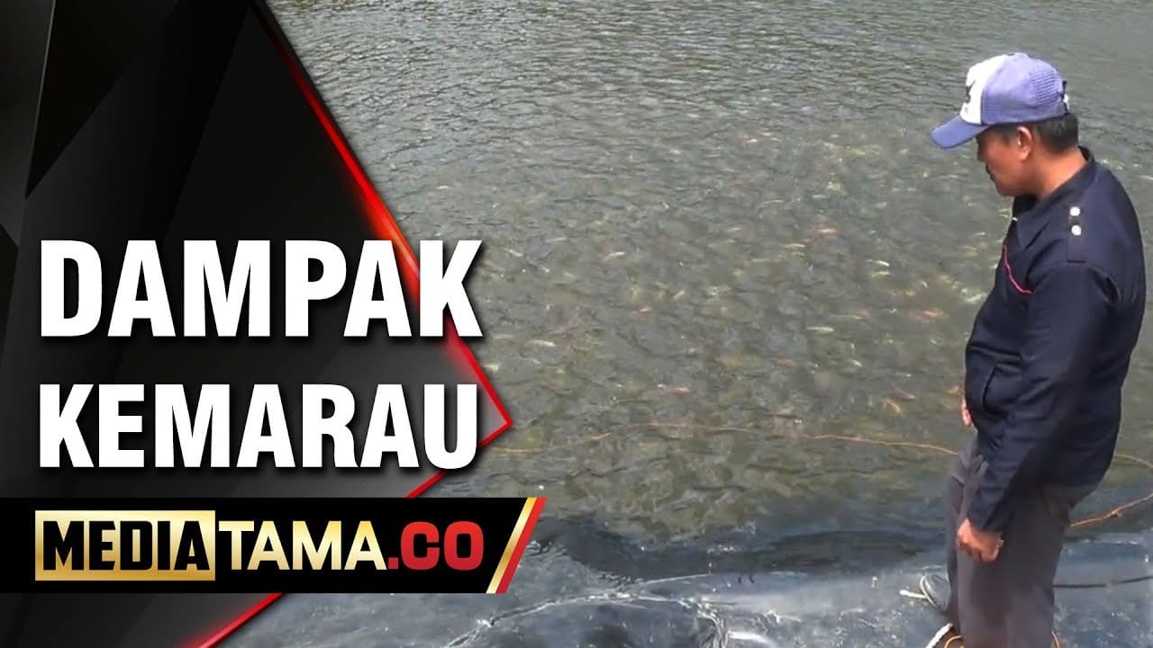 VIDEO: Dampak Kemarau, Belasan Ribu Ikan di Semarang Terancam Gagal Panen