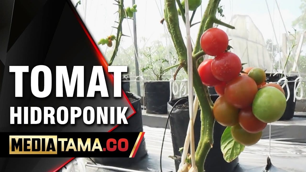 VIDEO: Pertama di Indonesia, Pesantren Tanam Tomat Dengan Sistem Hidroponik Terbaru
