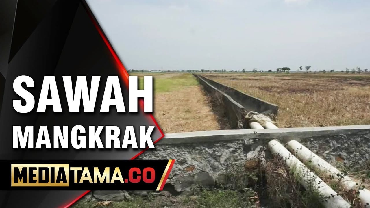 VIDEO: Dampak Musim Kemarau, Ratusan Hektar Sawah di Demak Mangkrak