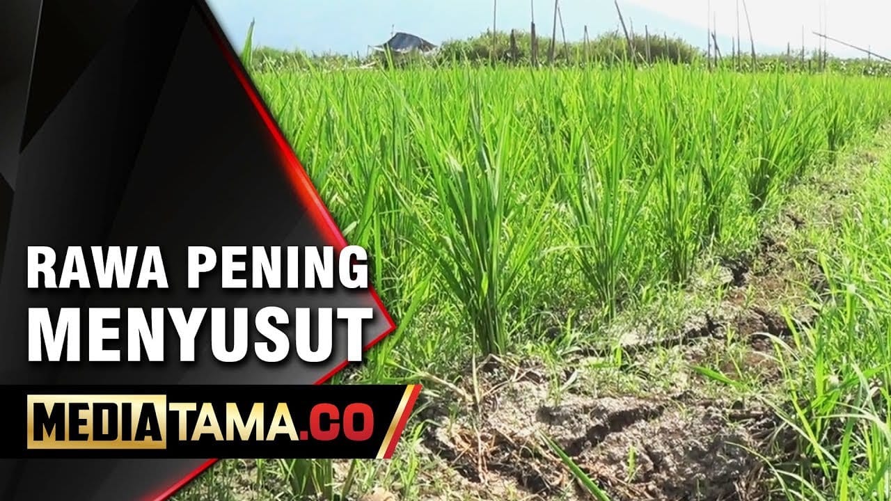 VIDEO: Debit Air Rawa Pening Menyusut Drastis, Puluhan Hektar Tanaman Padi Terancam Mati