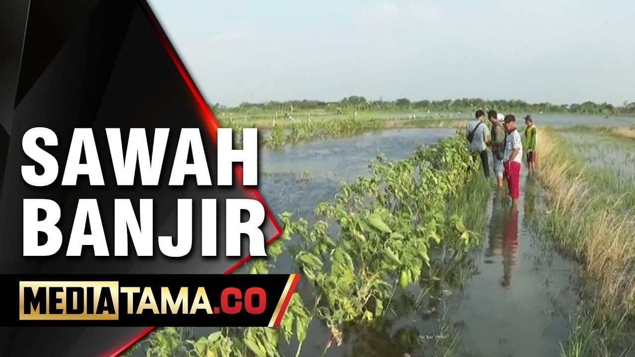 VIDEO: Ratusan Hektar Sawah di Demak Terendam Banjir