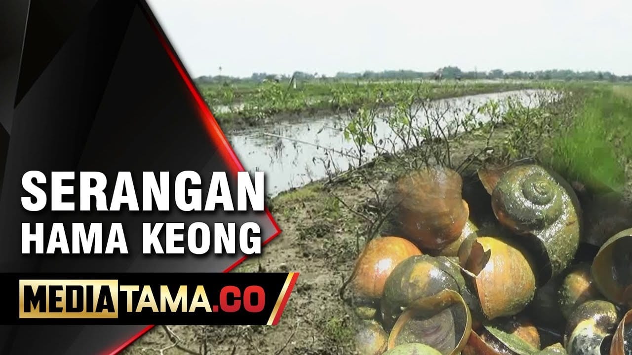 VIDEO: Hama Keong Serang Ratusan Hektar Sawah di Demak