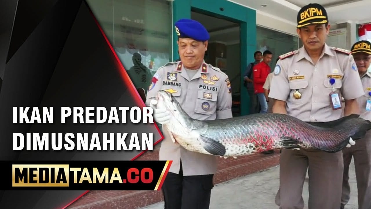 VIDEO: 78 Ikan Predator di Jawa Tengah Dimusnahkan