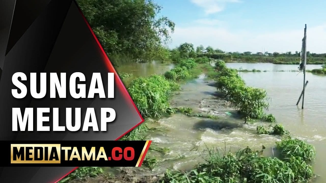 VIDEO: Sungai Meluap, Ratusan Hektar Sawah di Demak Gagal Panen