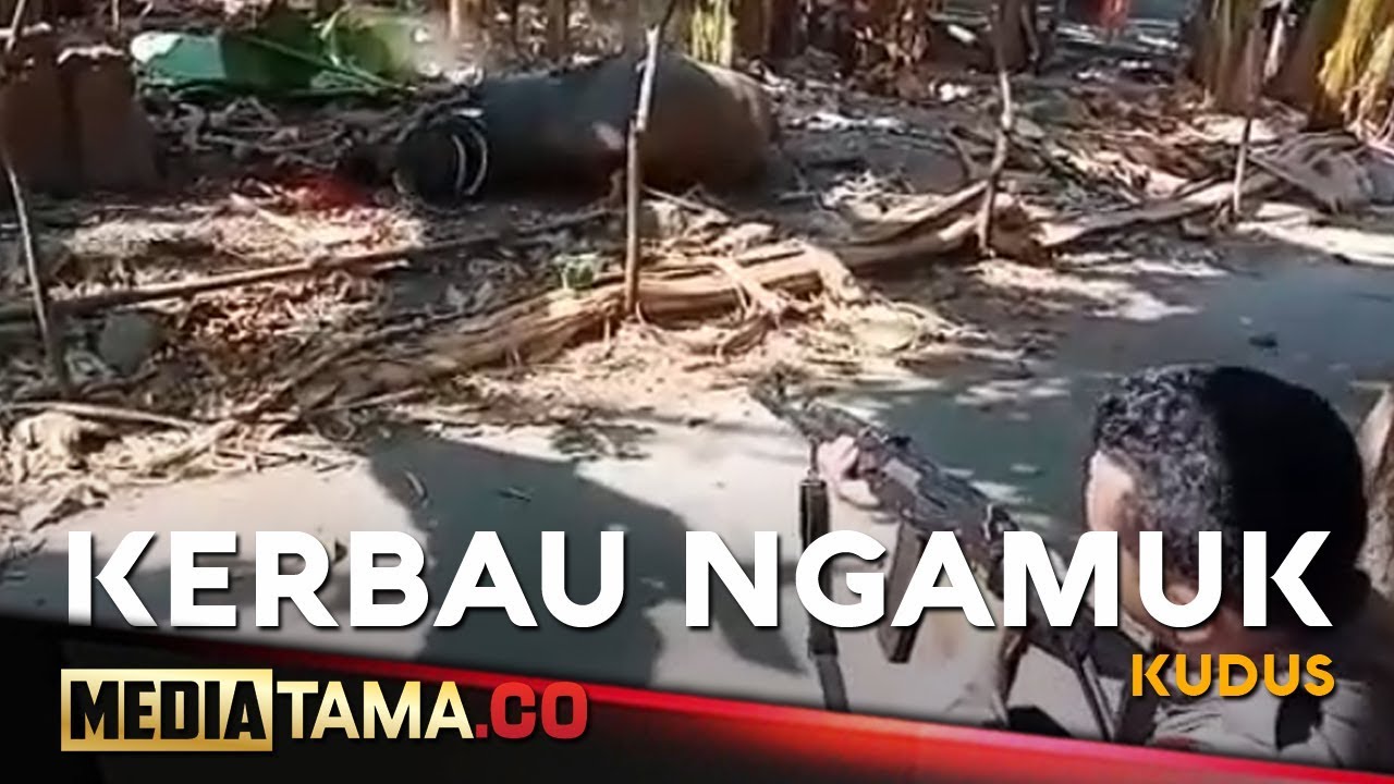 VIDEO: Detik-detik Kerbau di Kudus Ngamuk