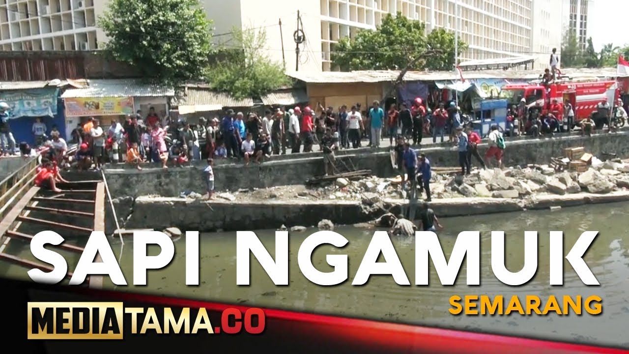 VIDEO: Sapi Ngamuk Lompat ke Sungai di Semarang
