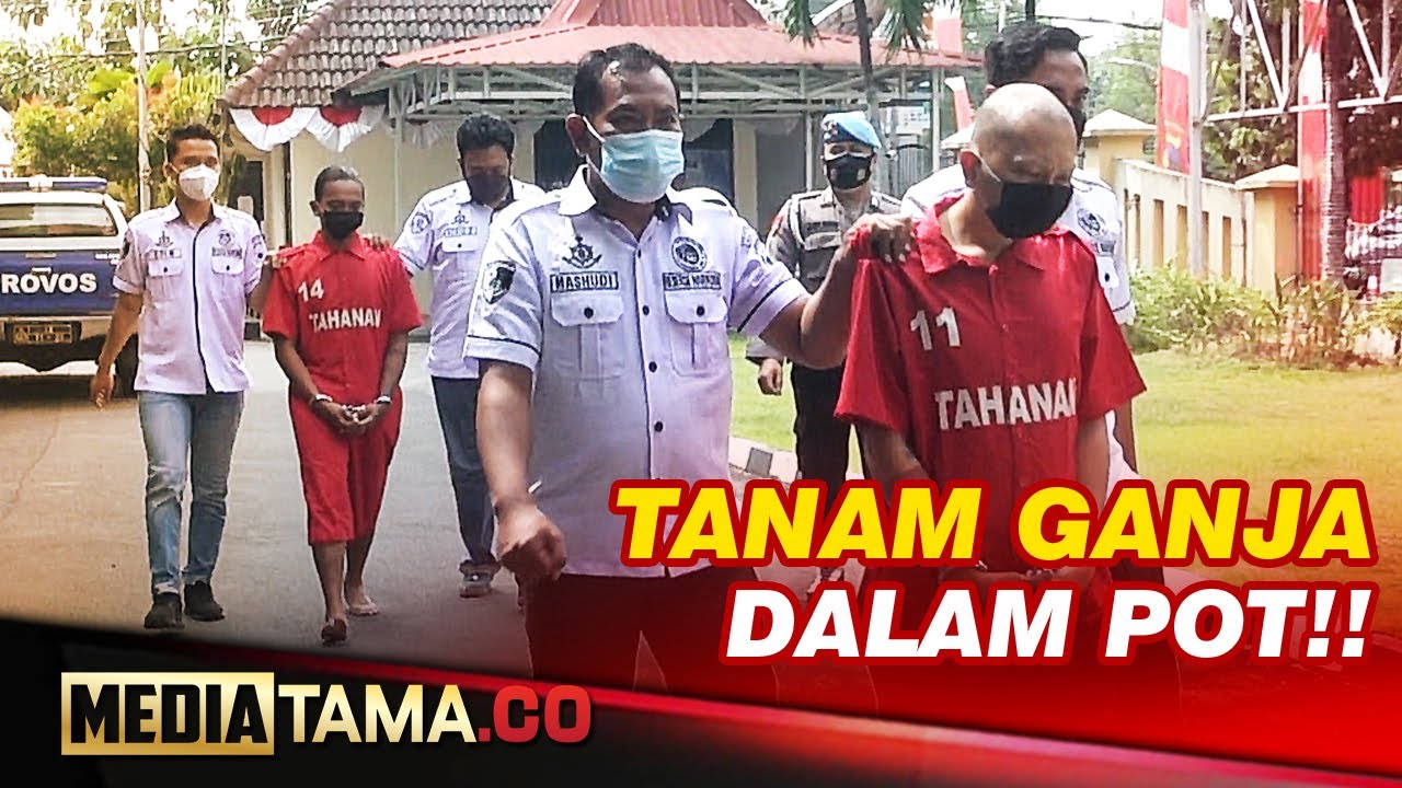VIDEO : TANAM GANJA, DUA PRIA DI SEMARANG DITANGKAP POLISI